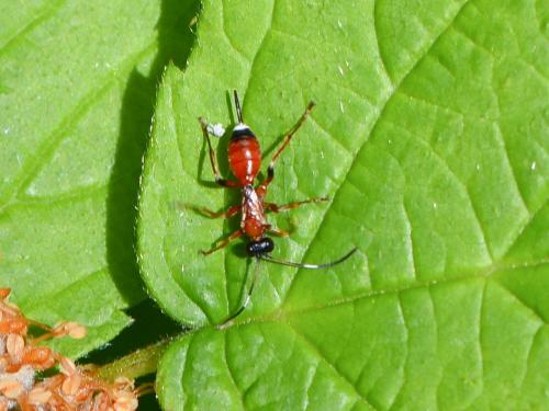 Agrothereutes abbreviatus